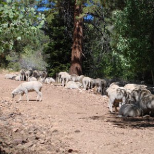 road block