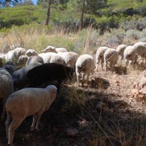 more wool
