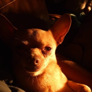 My Dog