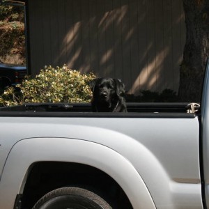my truck and dog