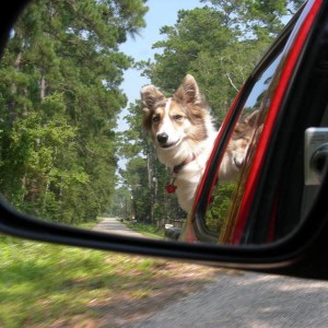 Susie loves the Tacoma..