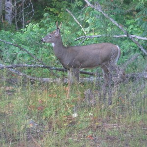 Bambi1