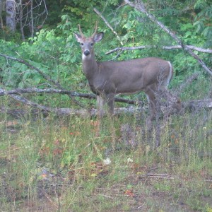 Bambi3