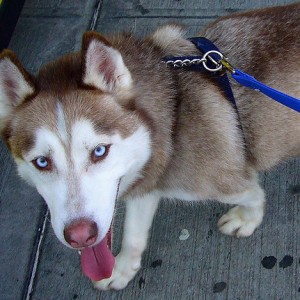 Red Husky