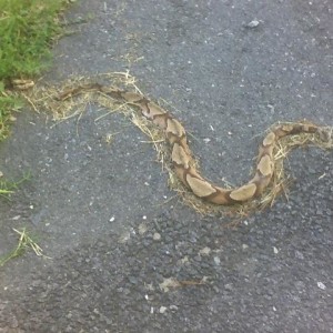 copperhead i killed!!