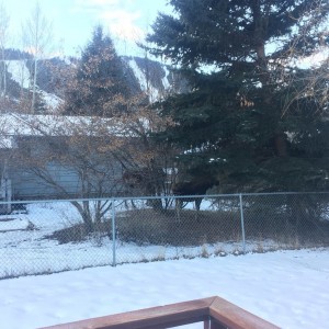 Some moose in the yard