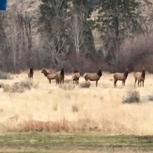 Elk stopped by for a visit