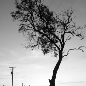 olive_tree