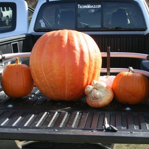 95 pound pumpkin in the Taco. :D