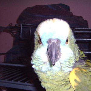 Sammy the parrot