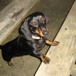 Simon my mini daschund Sep 2008