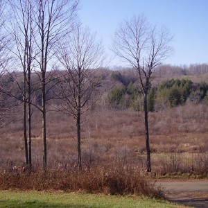perfect land