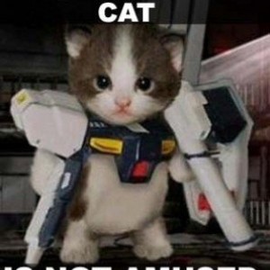 transformer_not_amused_cat