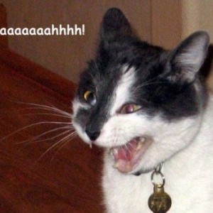 aaaaaaa_cat