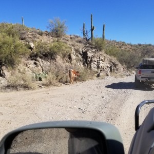 Box Canyon Run 2-24-2018