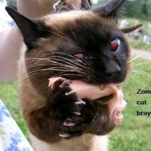 zombie_cat_brains_cat