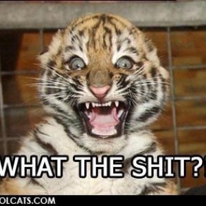what_the_shit_cat