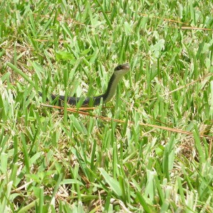 black_snake