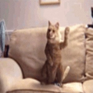 WTFCat
