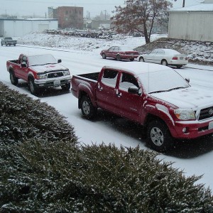 Tacomas in Snow