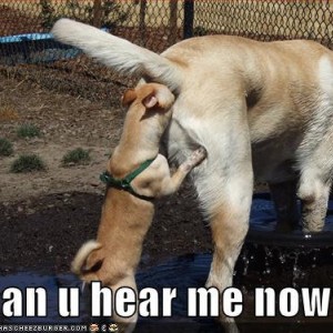 loldog-funny-dog-pictures-can-u-hear-me-now