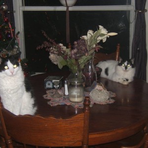 Teddy_and_Eddie