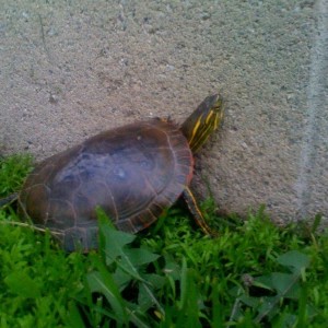 My turtle