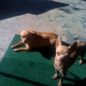 My Dogs