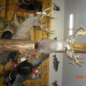 taxidermist shop