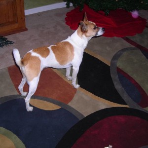 my jackrussel Rascal