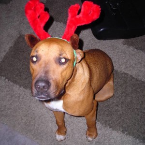 Bruce the reindeer