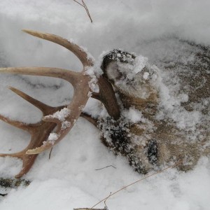 casualty_of_winter