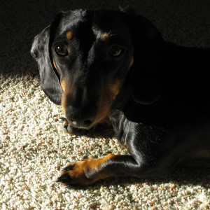 Sun Hot Dog