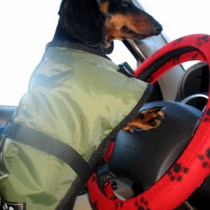 Tacoma Daschund