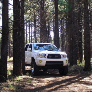 tacoma in woods