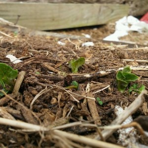 Potatoes are coming up