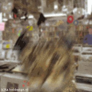 Groovin_Cat
