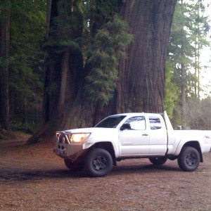 Winter Taco in front of giant Sequioa