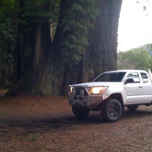 Winter Taco in front of giant Sequoia 2