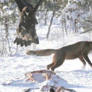 eagle1