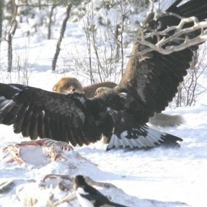 eagle2