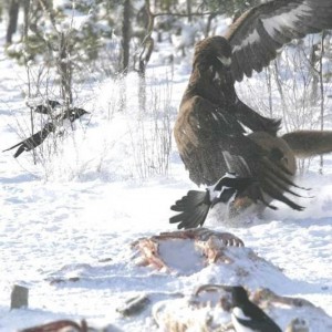 eagle4