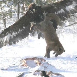 eagle5