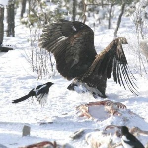eagle3