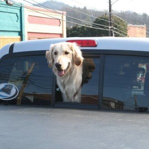 Dogs and trucks