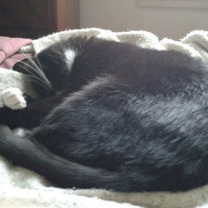 Sleepyboy Dompy