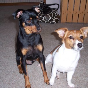 Min Pin and Jack Russell