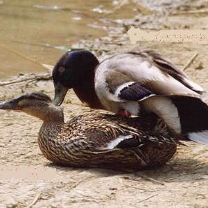 ducks