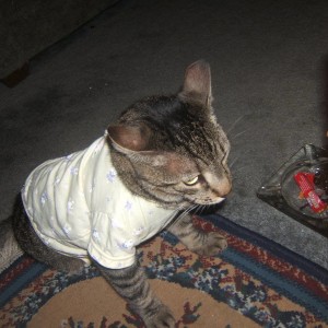 ralph_dumbass_cat