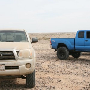 Ocotillo